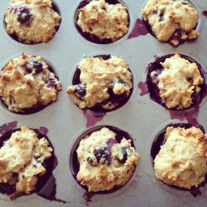fresh blueberries muffins
